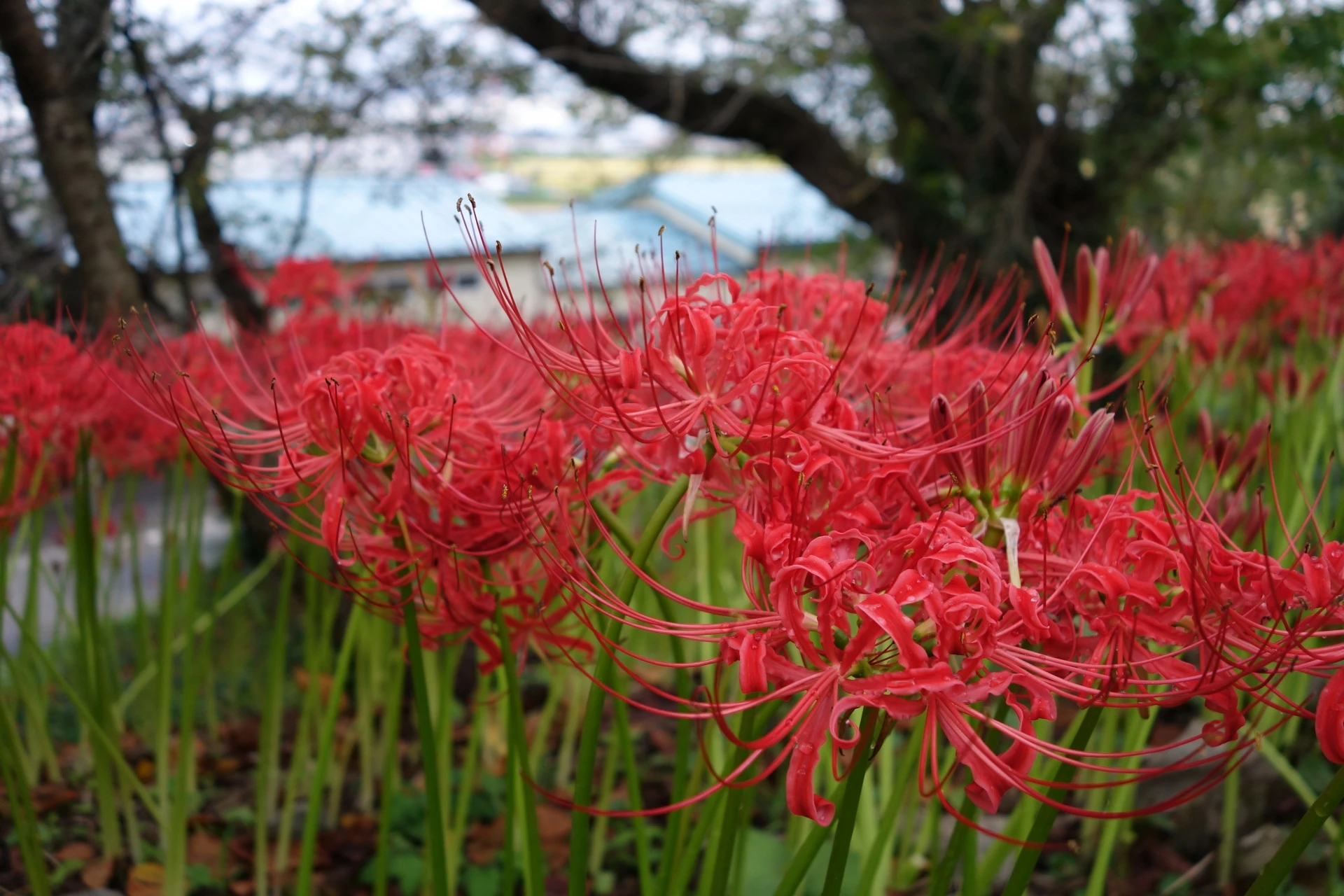 お彼岸にやってはいけないことは？納車や土いじり、お見舞いがだめって本当？